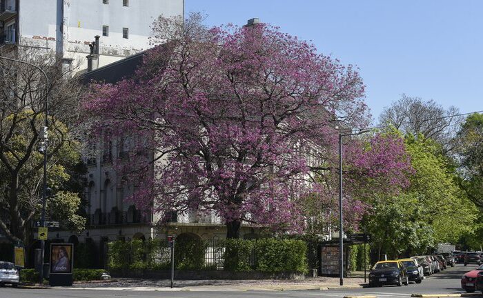 Los árboles de la ciudad de Buenos Aires: cuándo florecen las especies más coloridas