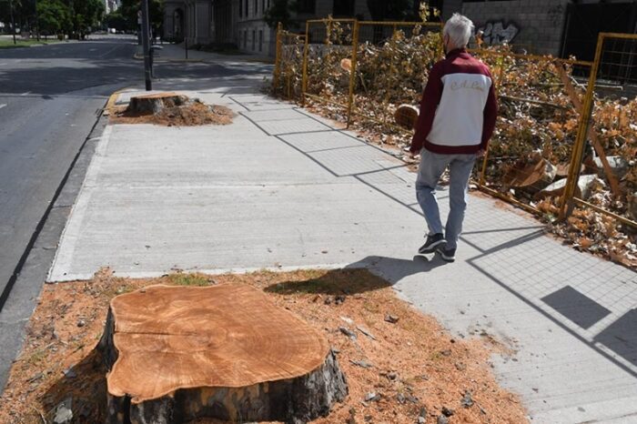 Denuncian la tala de unos 70 árboles en el bajo porteño por las obras del Metrobus