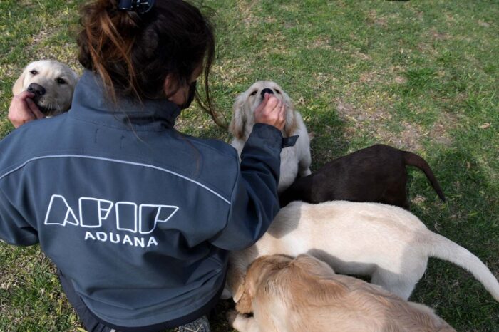 La Aduana adiestrará 13 cachorros para la detección de narcóticos y divisas