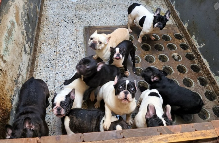 Villa Crespo: rescataron a 26 perros maltratados de un criadero ilegal