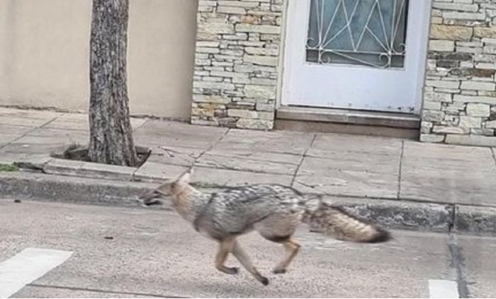 Vecinos filmaron a un zorro suelto en Mataderos