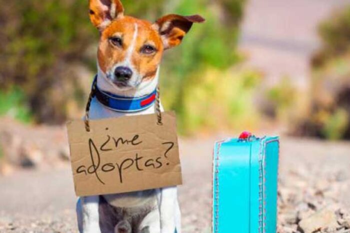 Sumate a una Jornada de Adopción de Mascotas