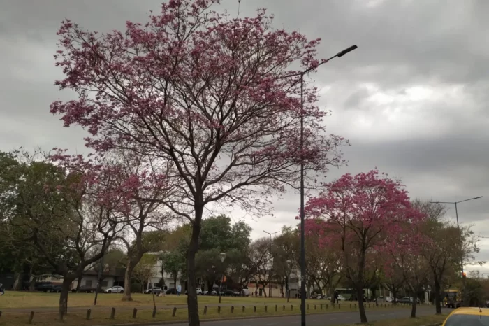 Saavedra es uno de los barrios porteños con más lapachos, que florecen en primavera