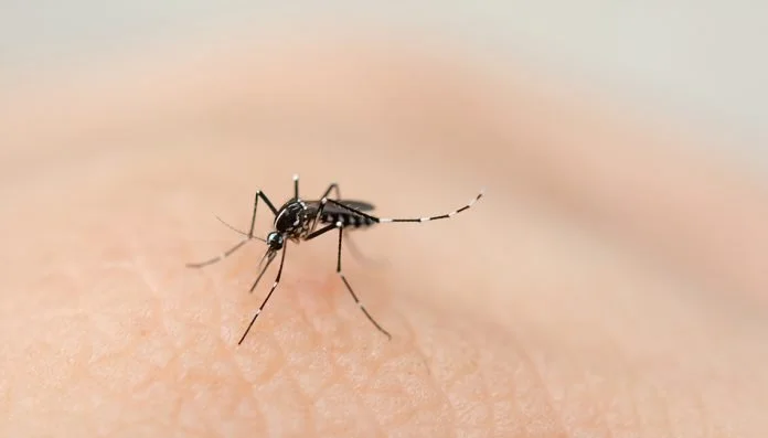 La Comuna 5 ante el aumento de casos de dengue: “Prestá atención a los síntomas”