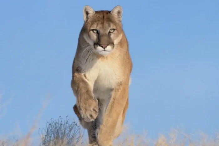 Alerta por la presencia de un puma suelto en la zona de Aeroparque