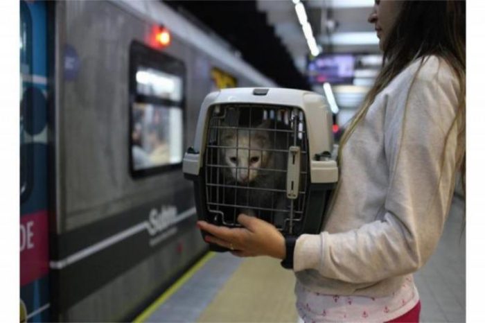 ¿Se puede viajar con un perro o un gato en el transporte público?