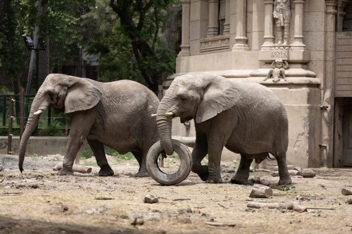 Murió la elefanta Kuky en el Ecoparque de Palermo y el lugar permanecerá cerrado varios días